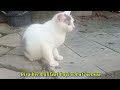 MANGGIL KUCING dgn MUDAH !! cara efektif manggil kucing di luar rumah yg g mau pulang😻 #cat #viral