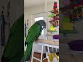 Hawkhead parrot enjoying his food