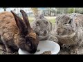 A whopping 600 rabbits! Trip to Japan's Amazing Rabbit Island🐰