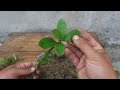 How to grow Lemon Tree from cuttings | Grow lemon tree at home