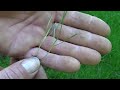 Hydroseed Germination Time-Lapse. Hand Seeding vs. Hydroseeding. Establishing a lawn in full shade.