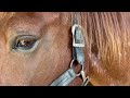 DRAFT HORSE // North American Suffolk Horse Association