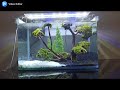 Aquascape Pemula Ikan Cupang (Betta Fish)_01