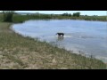 Retrieving Weimaraners