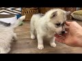 Old Husky and Tiny Puppies  Before Becoming Friends! Cat's Reaction to Puppy