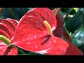 1 Cup Per Week! Suddenly Anthurium Blooms 600% More