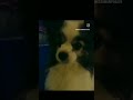 #dogsofyoutube #dogsofinstagram #ilovemydog #papillon