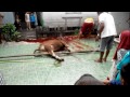 MELAK QURBAN POTONG SAPI PERTAMA