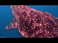 ENDANGERED ANIMALS 8K ULTRA HD with Names and Sounds
