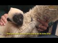Hand-raising a Baby White-cheeked Gibbon at Perth Zoo
