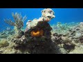 Key Largo Conch Pillar SCUBA Dive with Rainbow Reef Dive Center 20200623