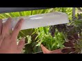 SPIDER Farmer SF600 LED Grow Light Unboxing #growlight #succulents #LEDGrowLight