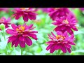 Beautiful Relaxing Music 🌿 Stop Overthinking, Stress Relief Music 🌿 Gentle Music #2