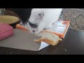 Domino eating bread
