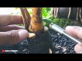 Pruning Bonsai Kelapa || Cara Membentuk Bonggol Tua Bonsai Kelapa