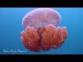 Underwater Serenity: A Mesmerizing Jellyfish Symphony | 1 Hour Relaxation Music