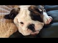 Reuben the Bulldog Throws a Tantrum