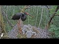 Jaunākais stārķēns nosargā savu vardi /The youngest stork protects his frog Latvijas Dabas fonds