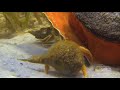 Hermit Crab vs. Conch | World's Deadliest