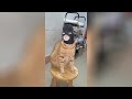 Funny Moments of Cats | Funny Video Compilation - Fails Of The Week #33