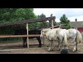 Stepping Back in Time at Greenfield Village