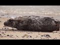 Skagerrak - Europe's Unique Marine Animal Habitat | Free Documentary Nature