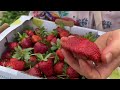 Follow Me Picking Strawberries