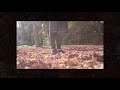 AUTUMN LEAVES, WINTER FLOWERS AND THE CATS  | CINEMATIC VLOG | SONY a6400 SEL35F18