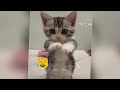 Pets Being Silly: A Compilation of Laughs 🐶😅 Funny Animal Moments 😆🐱