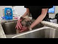 Frenchies First Day Home | Blue Fawn French Bulldog Puppy