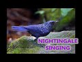 Пение Соловья и Лесных Птиц / Nightingale Sings