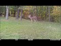 Buck chasing - early