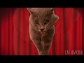 The Amazing Digital Circus Theme but Meme Cats Sing It