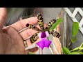 Veja como cultivo minhas orquídeas phalaenopsis, e atualização das gigantes!#orquideas #atualização