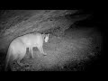 Animals walking through overhang