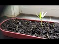 Growing water spinach