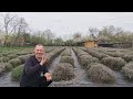How to prune lavender in the spring!