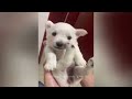 😻 Funniest Cats and Dogs Videos 😍😹 Funniest Catss 2024 🤣