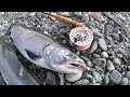 Fly Fishing for COHO SALMON (Vedder River BC)