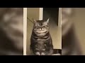 Funniest Animals 😄 New Funny Cats and Dogs Videos 😹🐶 2024 Part 75