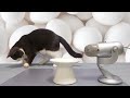 [Cat ASMR] 🍚️🥚 The best crunch sound! Dry food and raw eggs [eating sound]