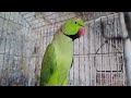 Rose Ringneck Parrot Mithu 🦜