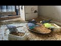 11 Minute Budgies Sounds, Budgies Feeding Time Relax ASMR HD 1080P 60FPS