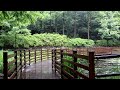 Soft sound of rain for sleep and relaxation | Sleep disorders, mental stability | Rain sound ASMR