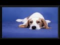 Beagle Pup | Vintage Photos |  Framed Photos  | 4K Vintage Photography