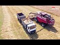 Golden Fields | Process of grain harvesting in the fields