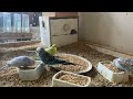 7 Minute Budgies Sounds, Budgies Feeding Time Relax ASMR HD 1080P 60FPS