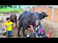 Gaon Main Eid Ke Dosray Din Ki Routine I Eid Ul Adha 2024 I Happy Joint Family