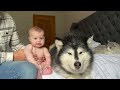 Adorable Baby Boy Meets His Pets Reaction! (Cutest Ever!!)
