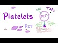 Plasma and Blood Cells (RBCs, WBCs, and Platelets)